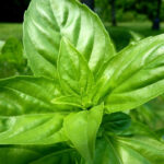 organic-basil-oil