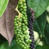 Organic Black Pepper Oil