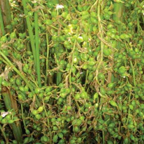 organic-cardamom-oil