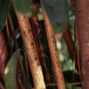 Organic Cinnamon Bark Oil